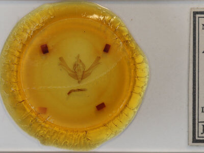 slide view of adult Fishia yosemitae?