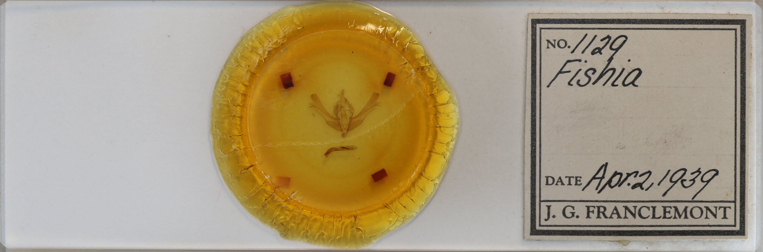 slide view of adult Fishia yosemitae?