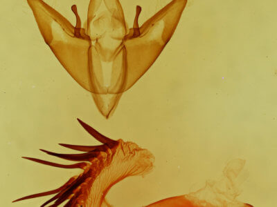 genitalia view of adult Fota armata