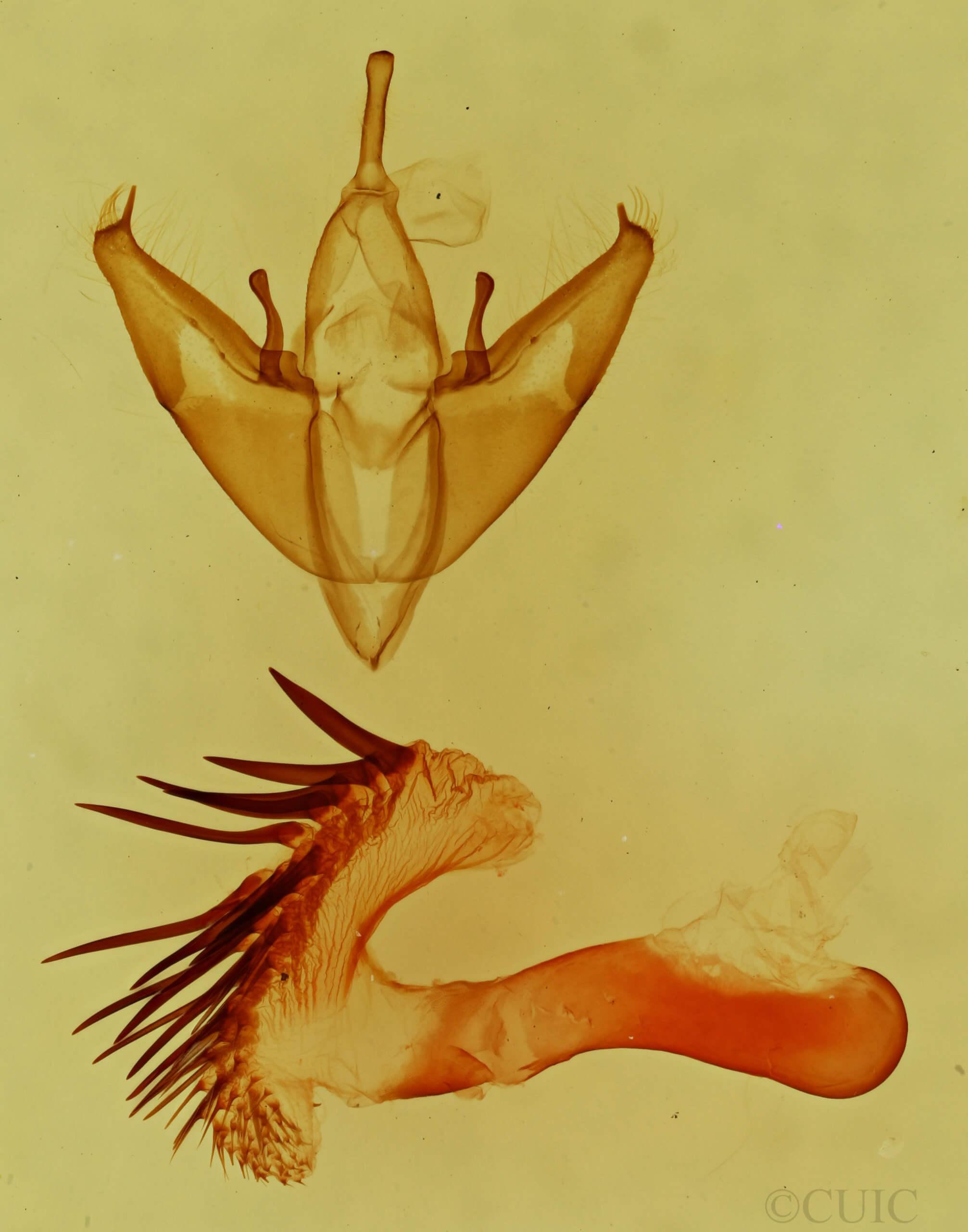 genitalia view of adult Fota armata