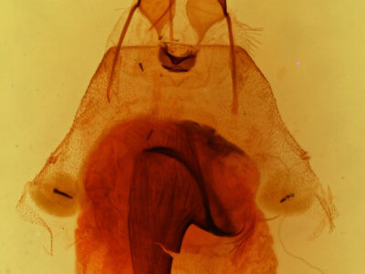 genitalia view of adult Fota armata