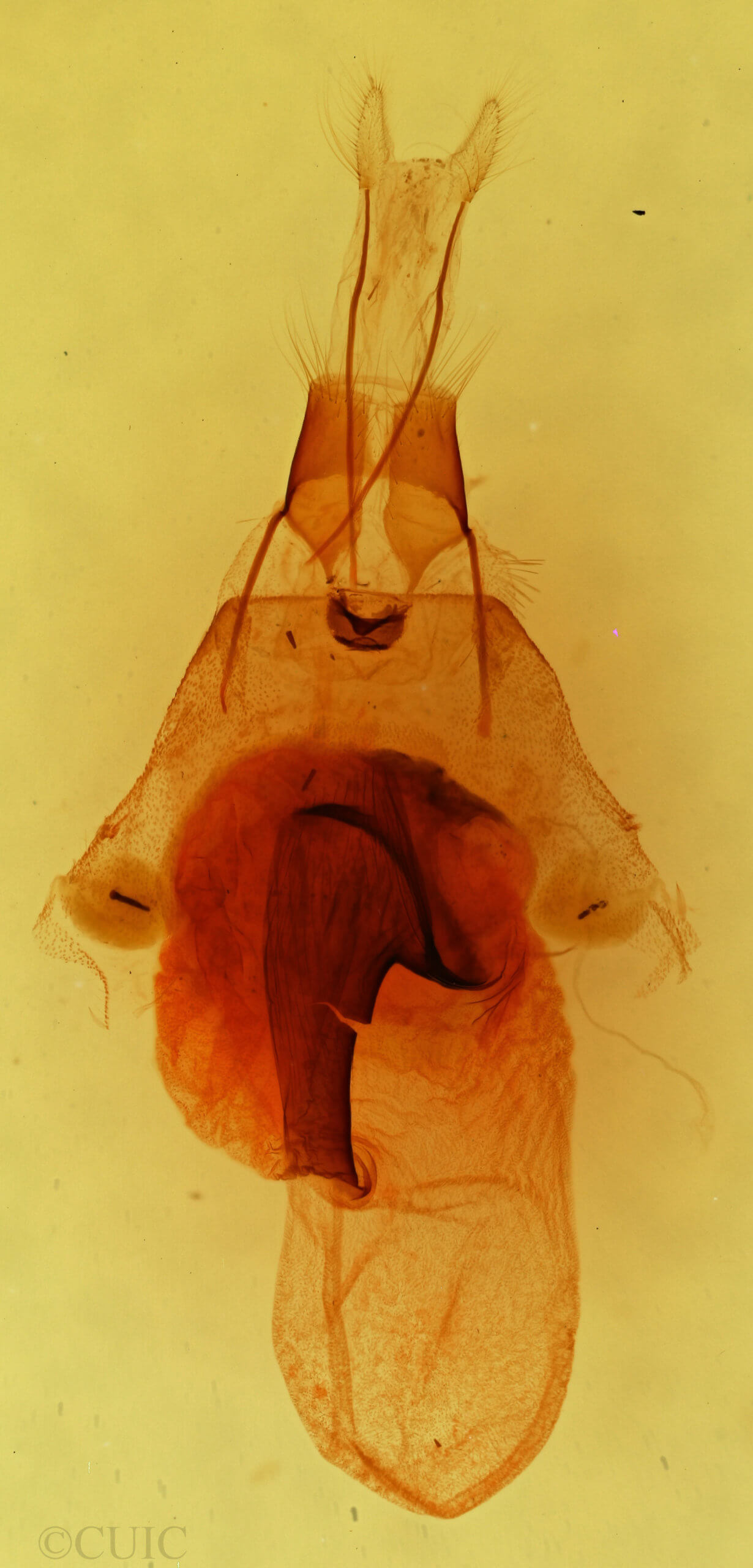genitalia view of adult Fota armata