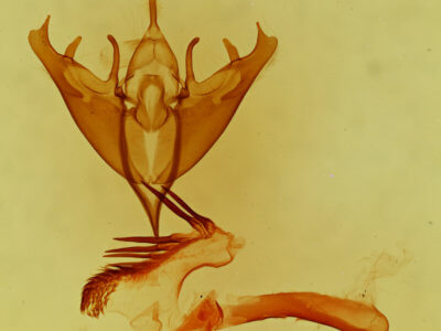 genitalia view of adult Fota minorata