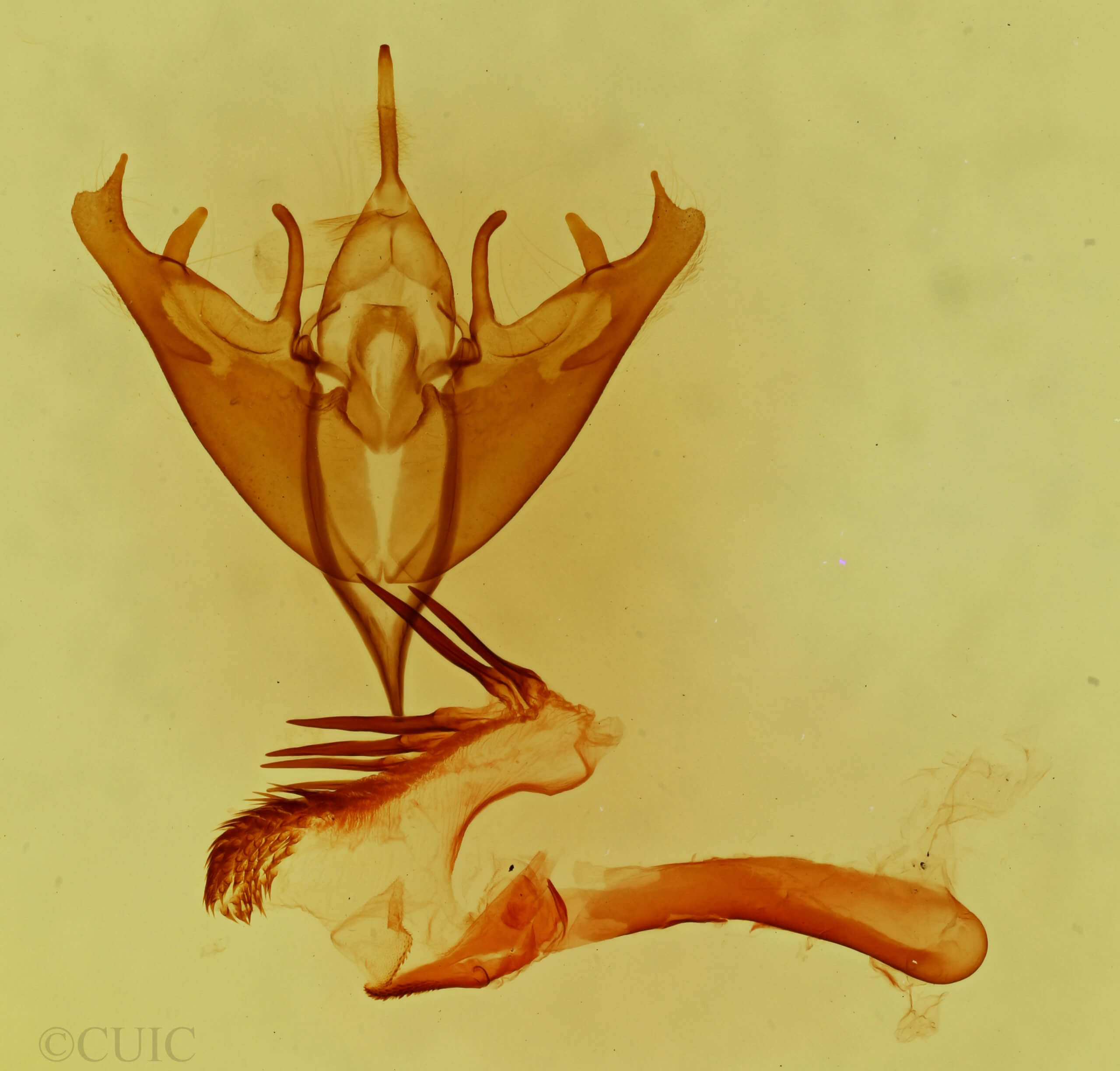 genitalia view of adult Fota minorata