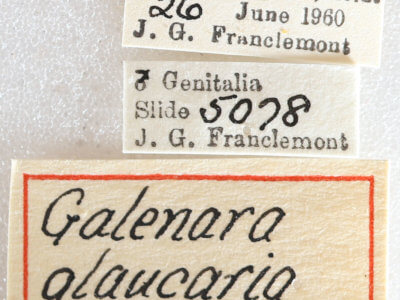 label view of adult Galenara glaucaria