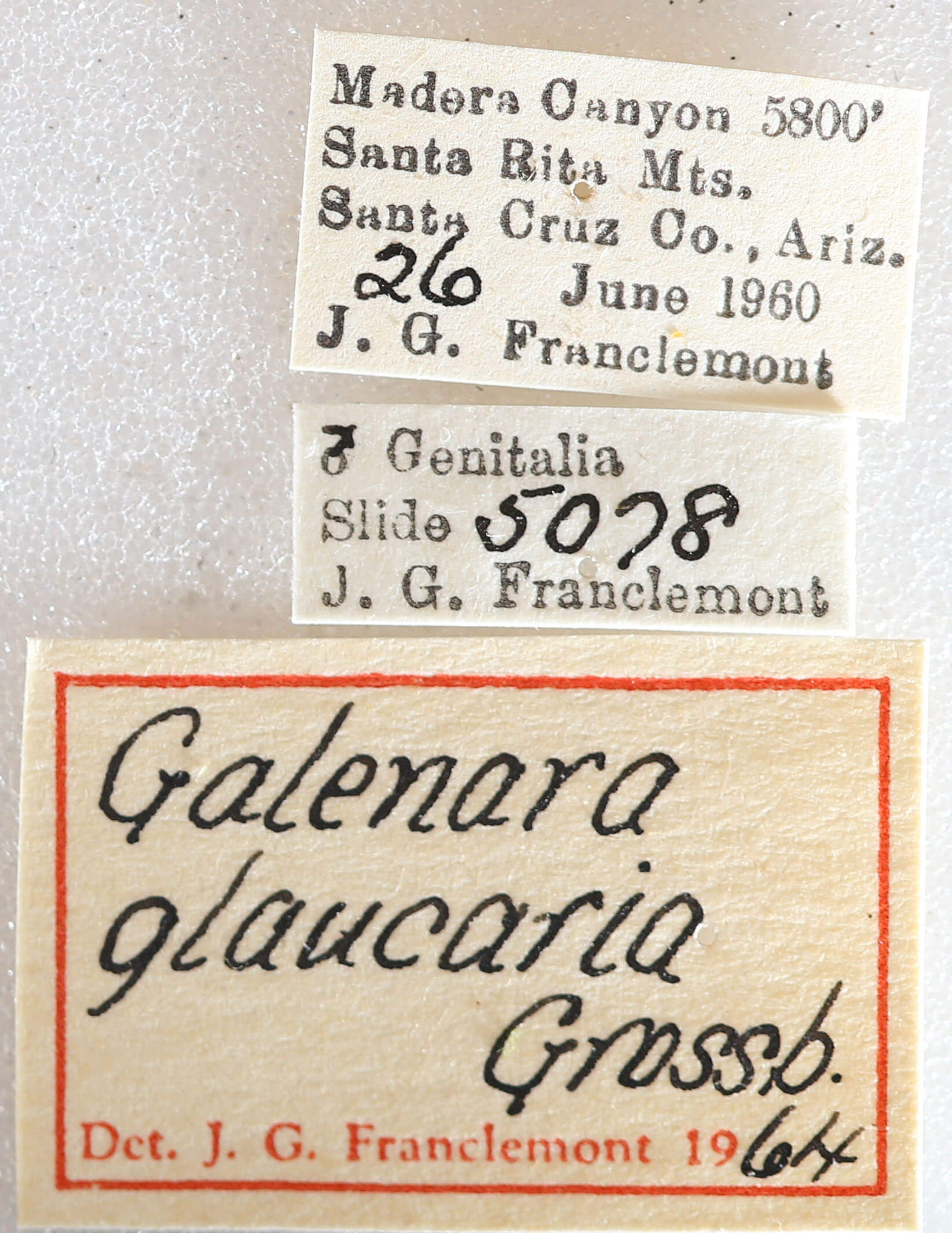 label view of adult Galenara glaucaria