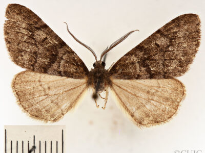 dorsal view of adult Galenara glaucaria