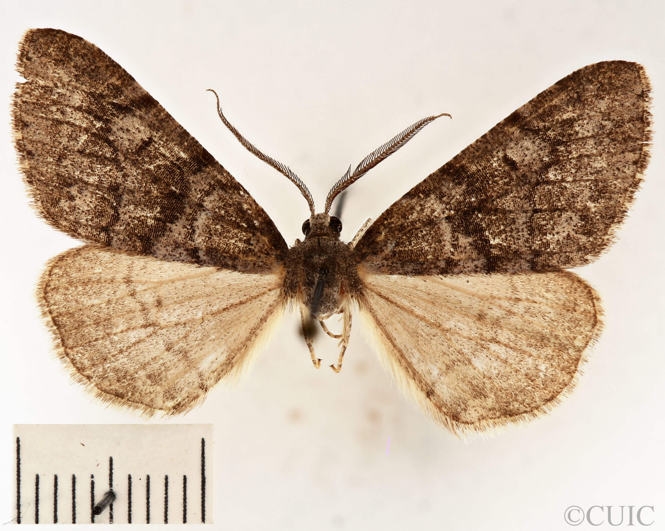 dorsal view of adult Galenara glaucaria