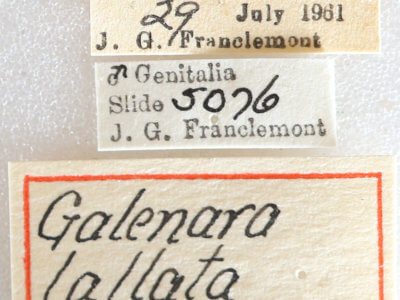 genitalia view of adult Galenara lallata