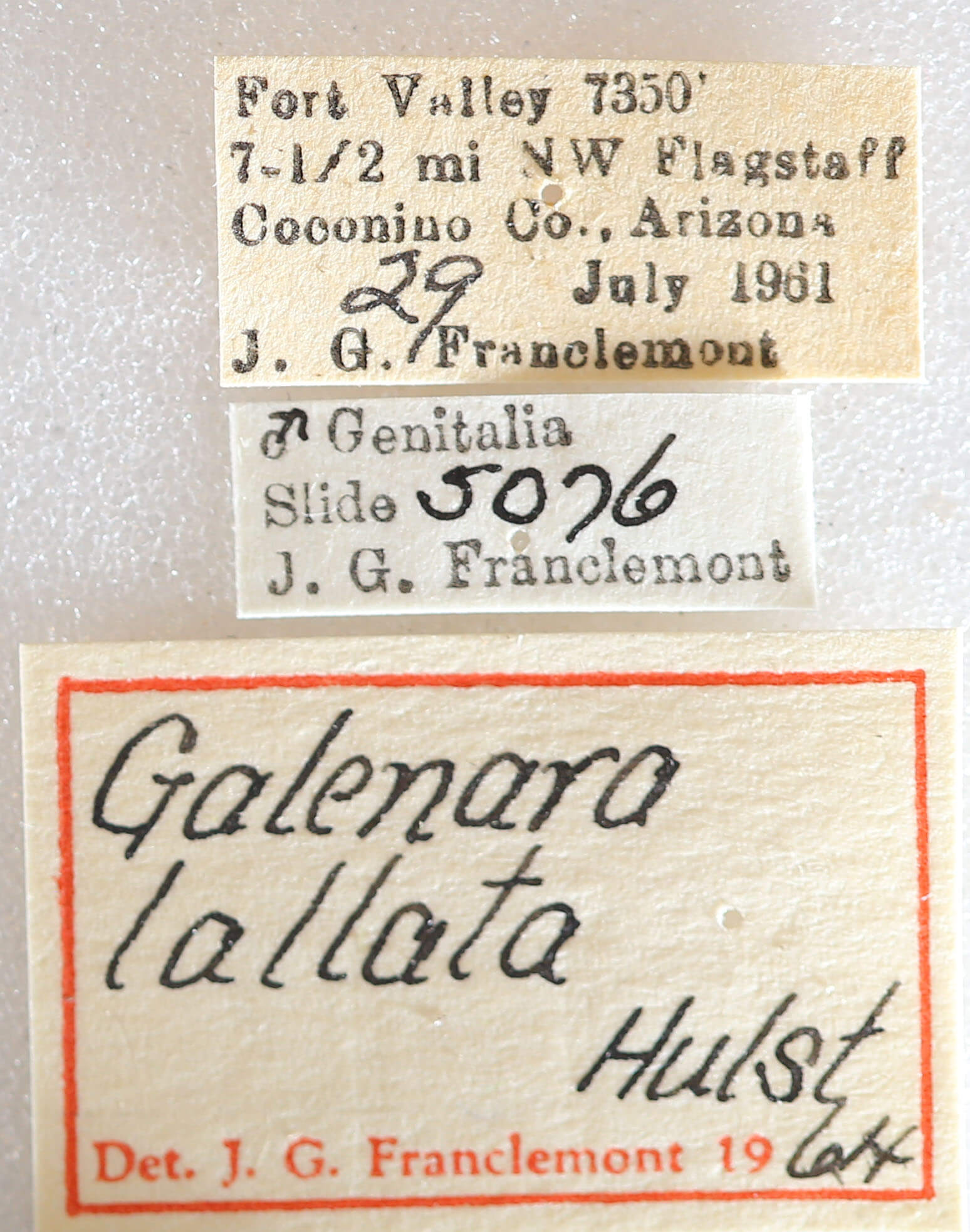 genitalia view of adult Galenara lallata