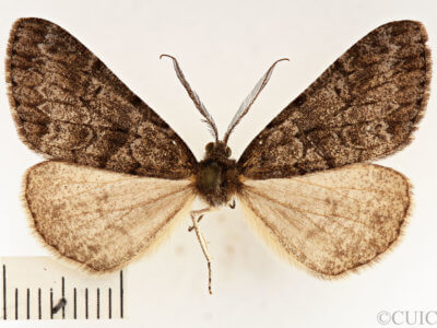 dorsal view of adult Galenara lallata