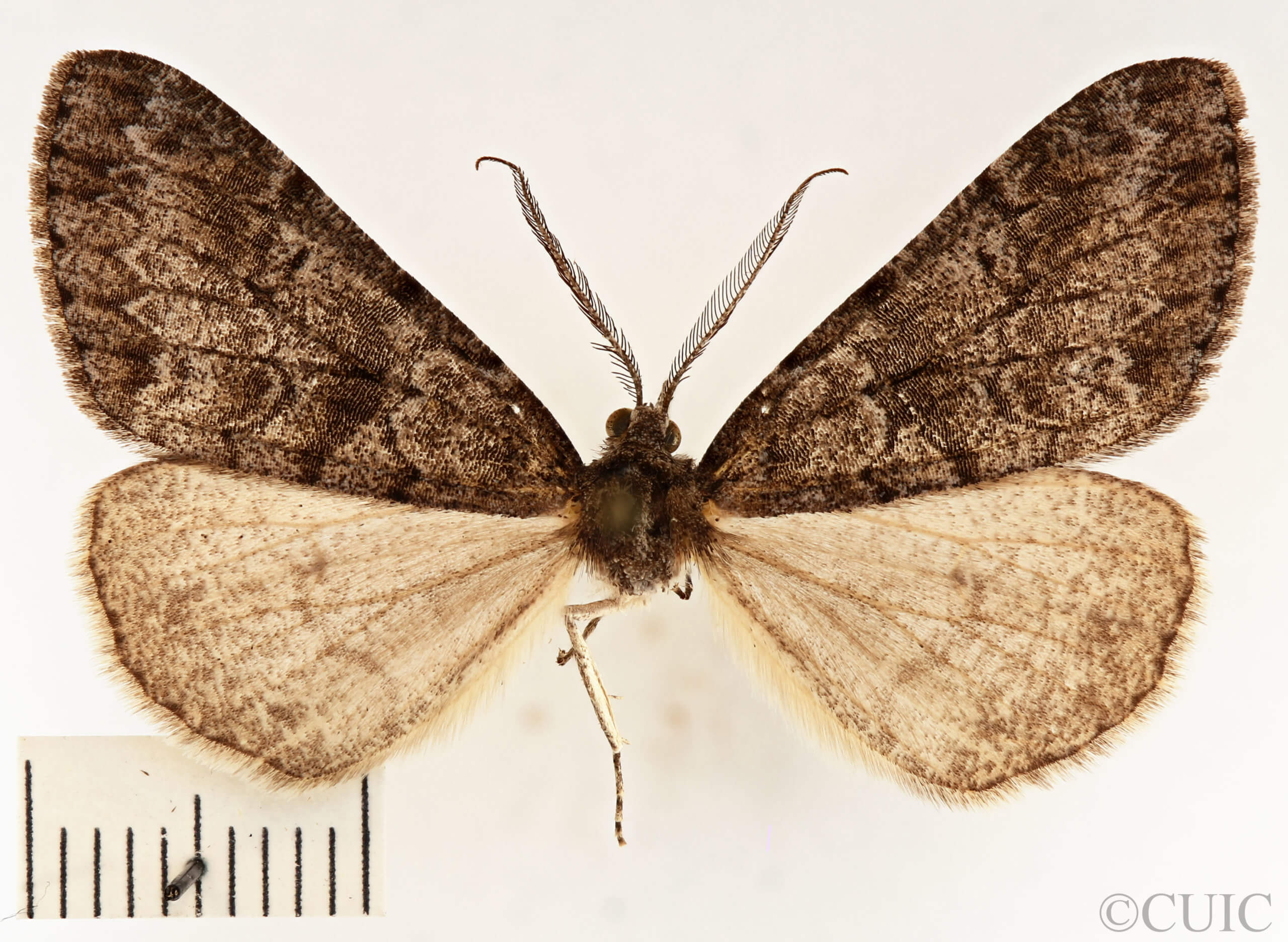 dorsal view of adult Galenara lallata