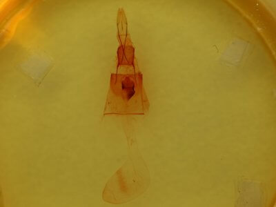 genitalia view of adult Galenara lallata