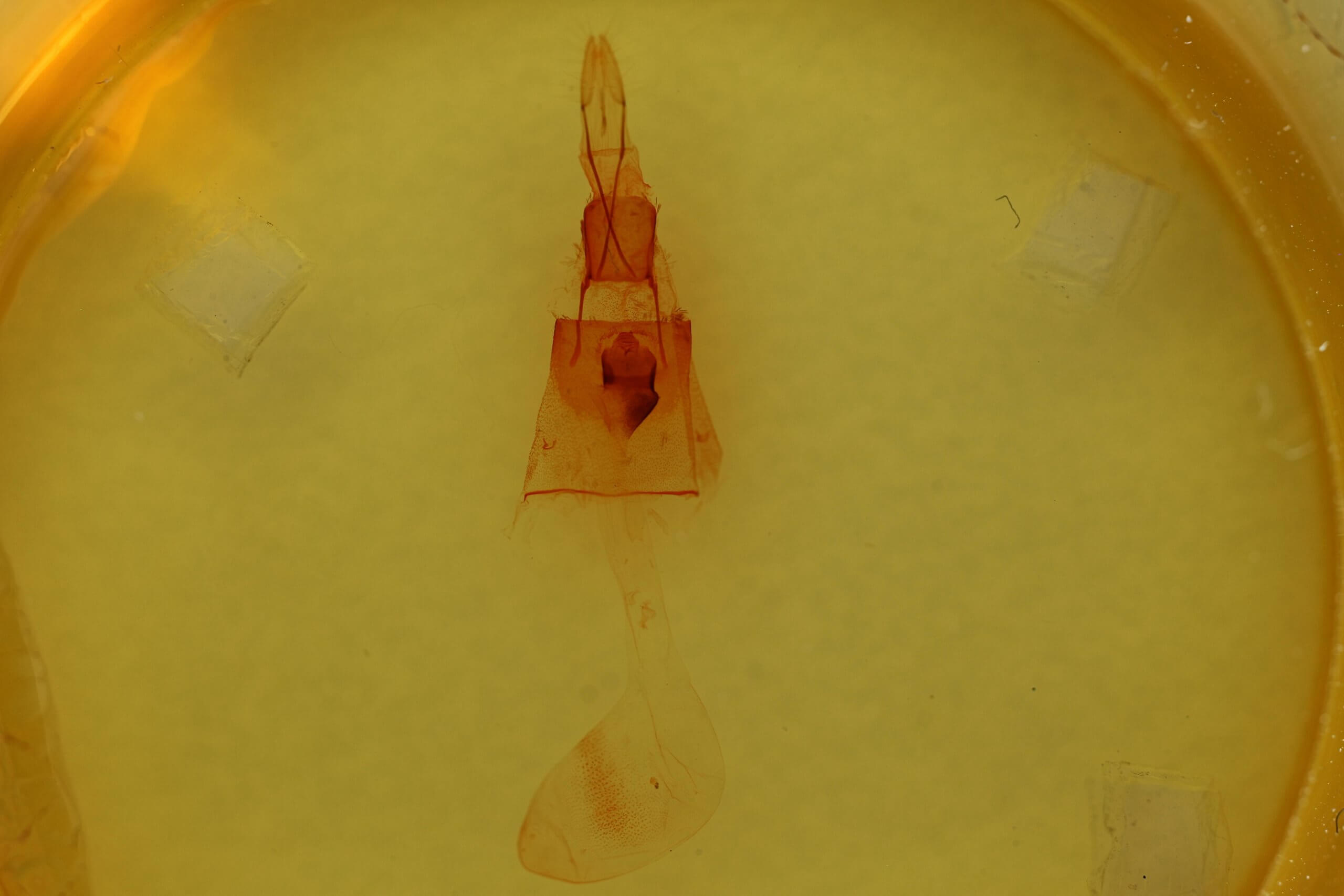 genitalia view of adult Galenara lallata