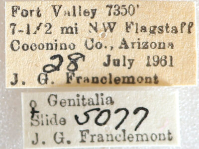 label view of adult Galenara lallata