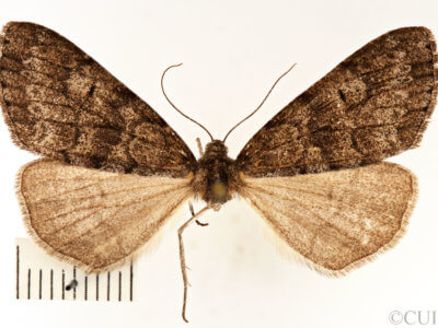 dorsal view of adult Galenara lallata