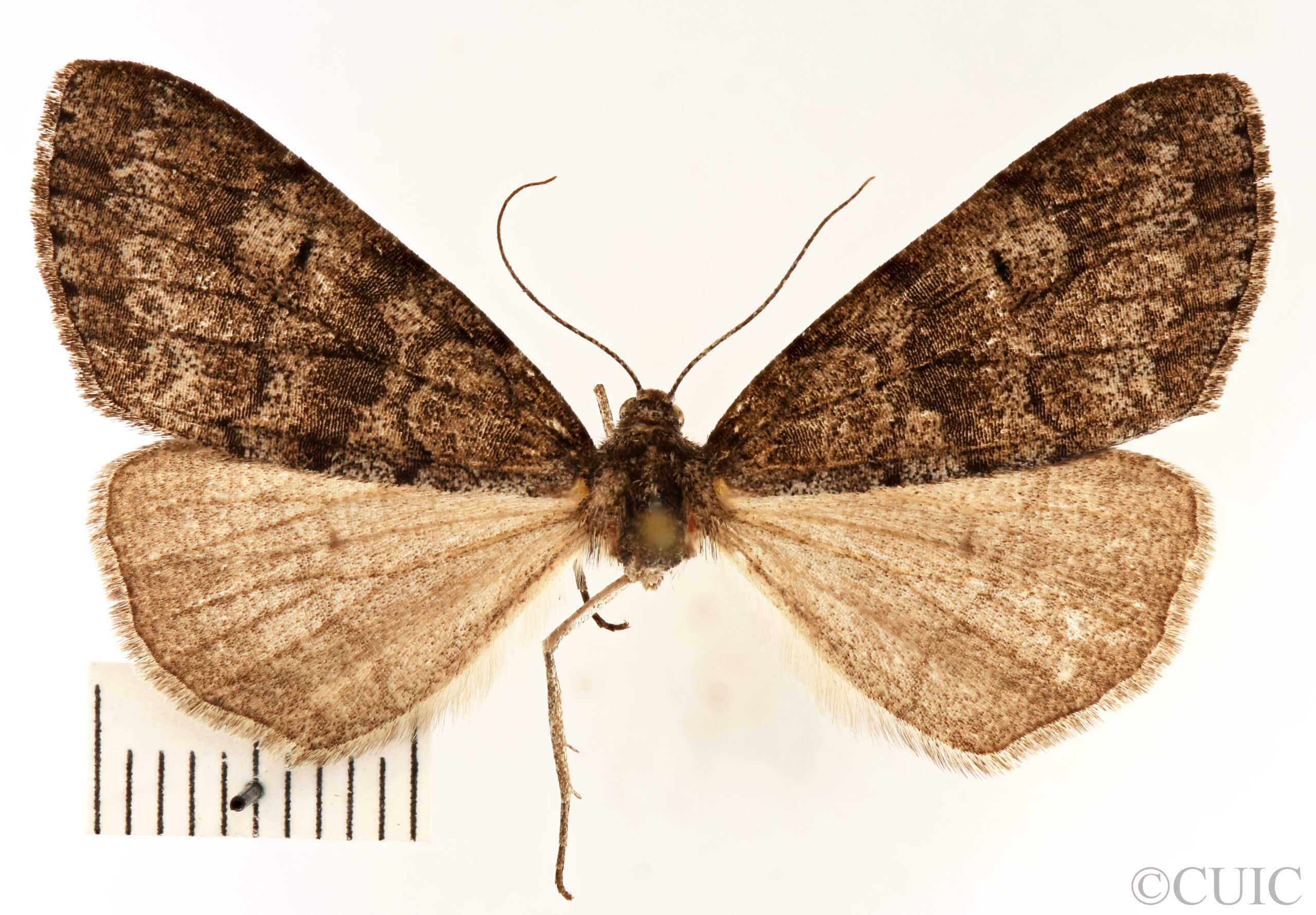 dorsal view of adult Galenara lallata