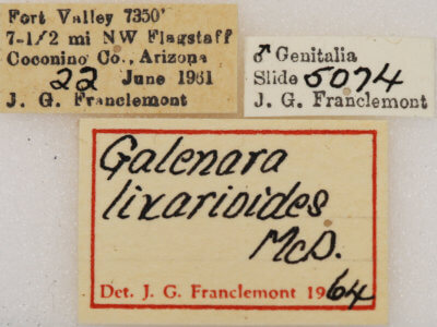 label view of adult Galenara lixarioides