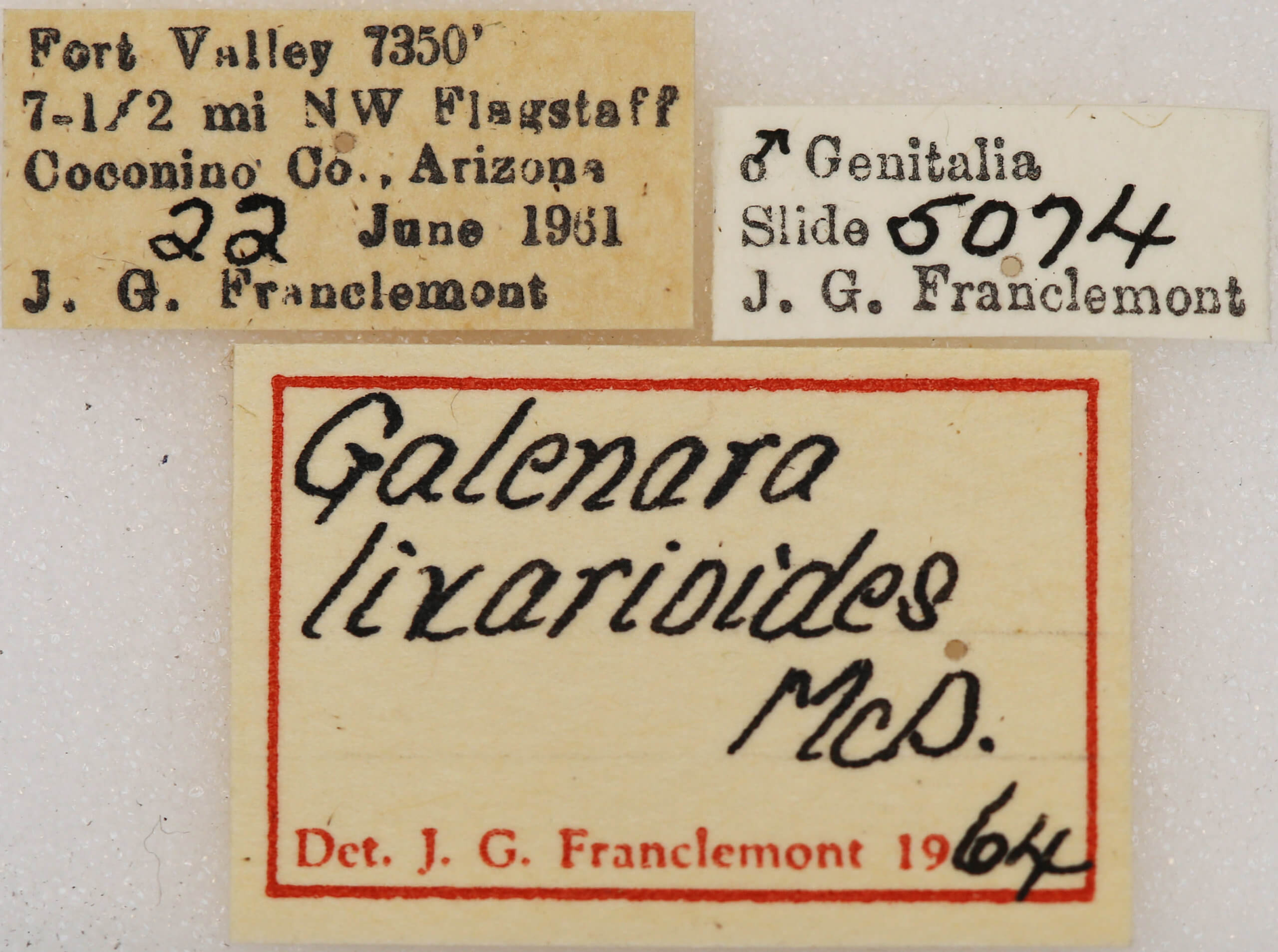 label view of adult Galenara lixarioides
