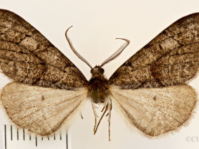 dorsal view of adult Galenara lixarioides