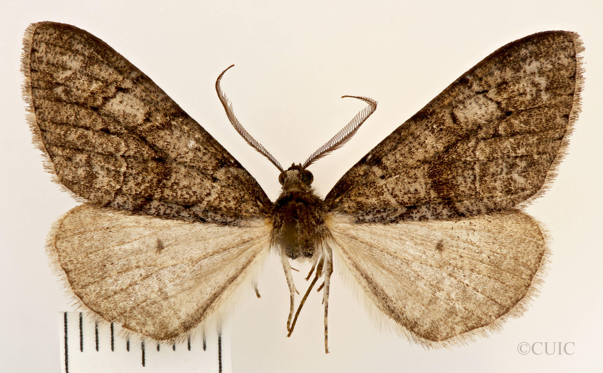 dorsal view of adult Galenara lixarioides