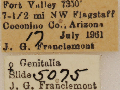 label view of adult Galenara lixarioides