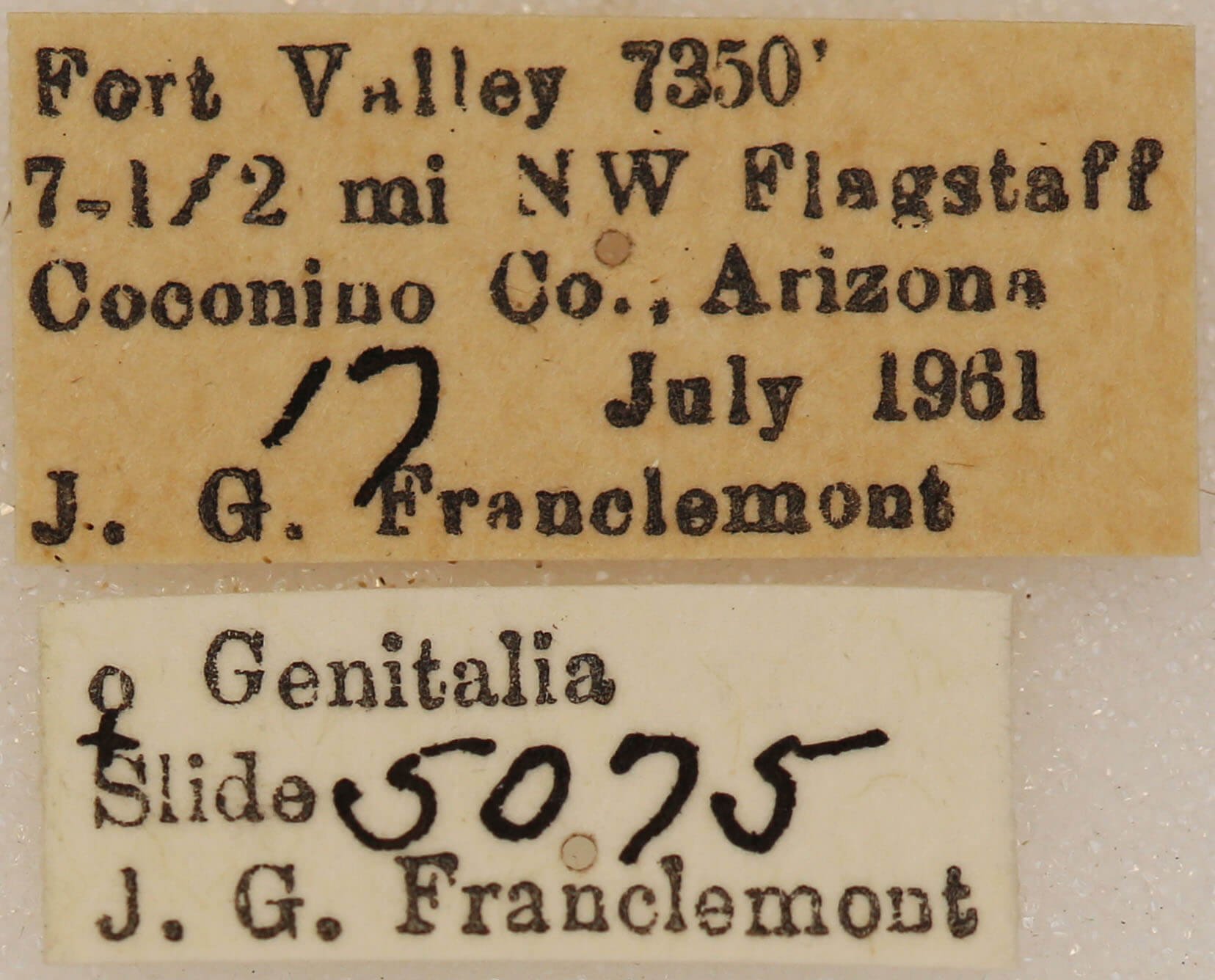 label view of adult Galenara lixarioides