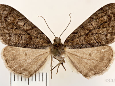 dorsal view of adult Galenara lixarioides