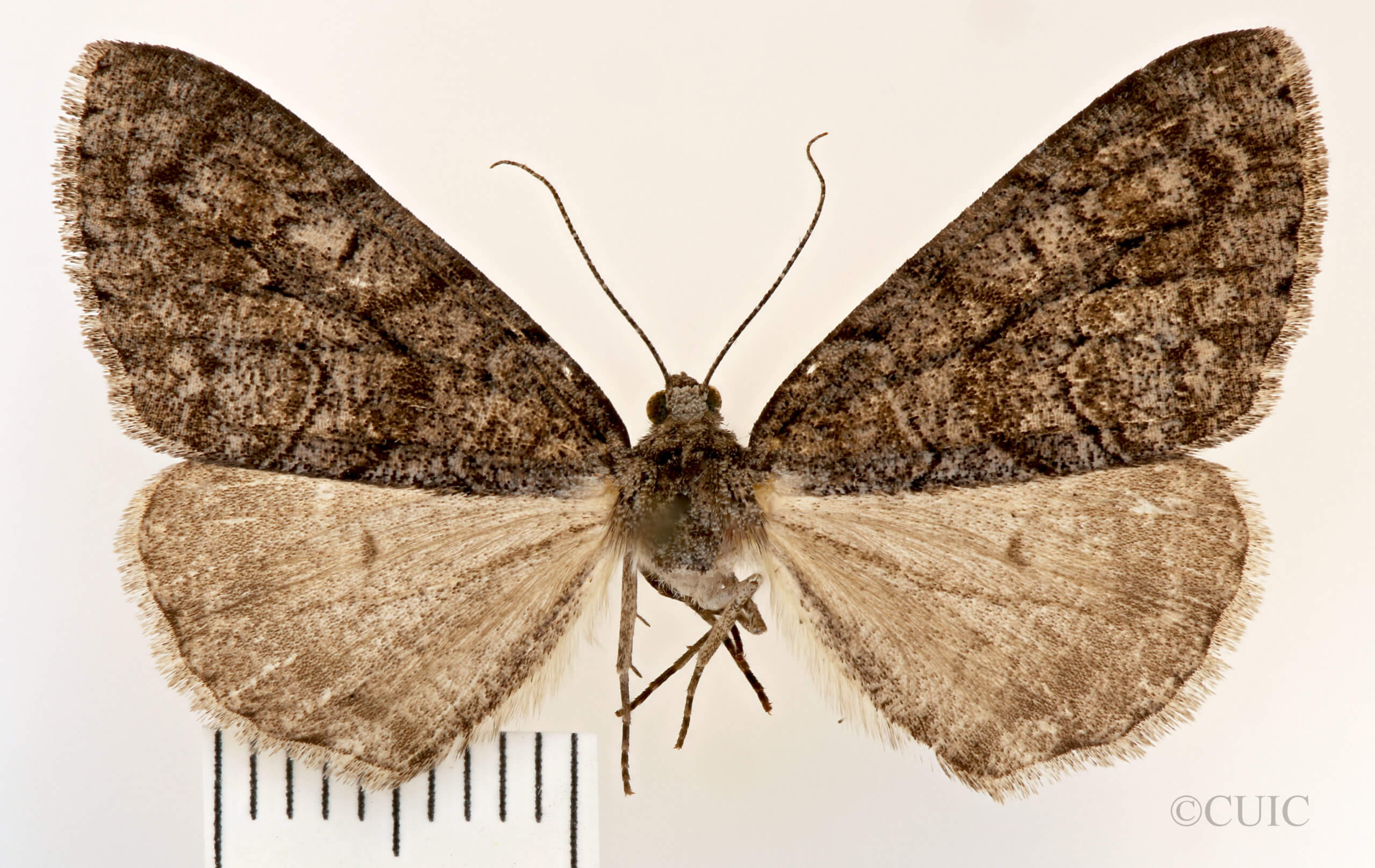 dorsal view of adult Galenara lixarioides