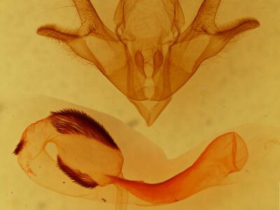 genitalia view of adult Gaujonia renifera