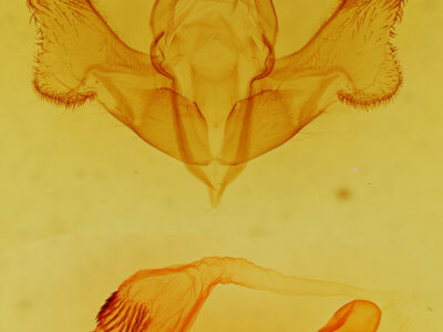 genitalia view of adult Gaujonia vaunigrum