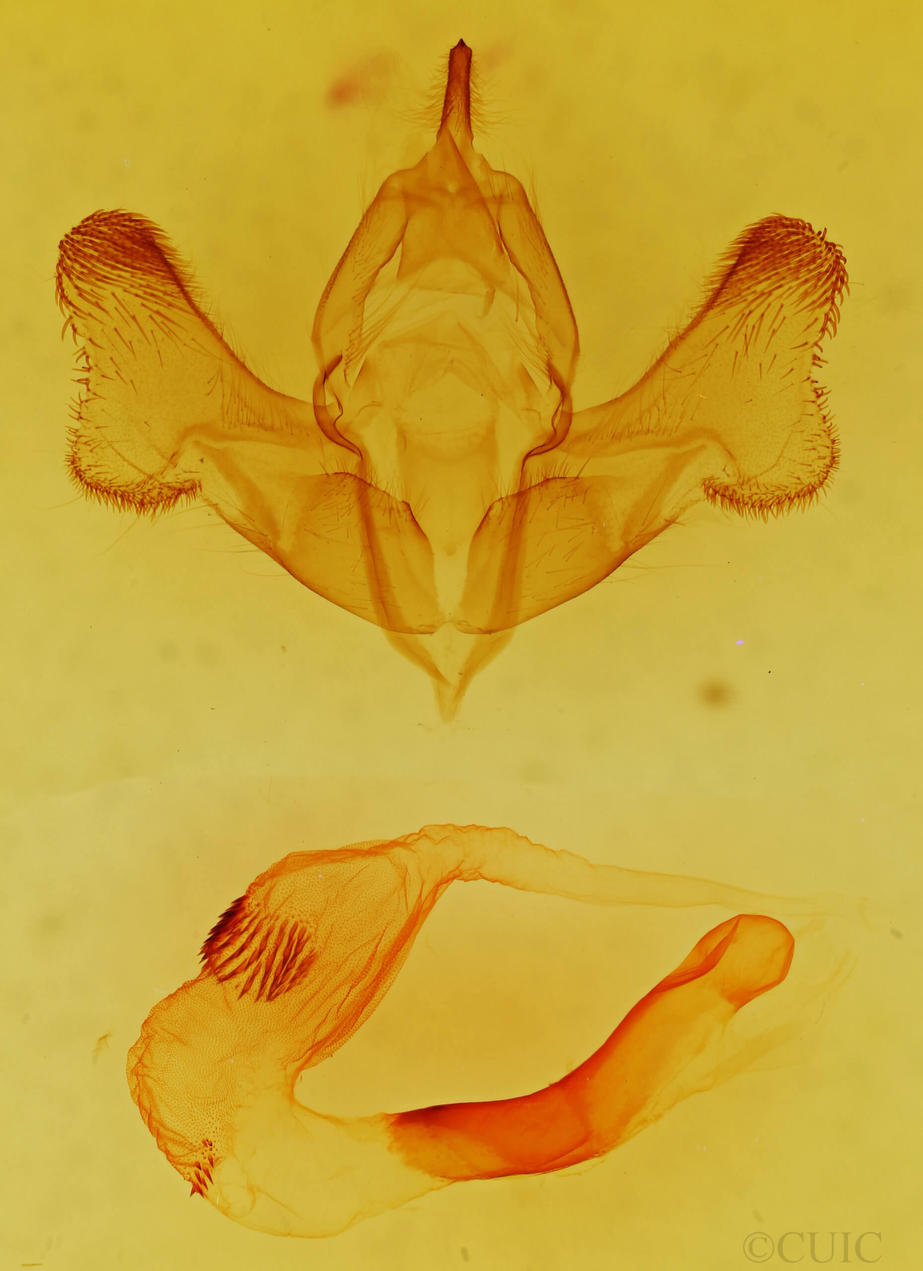genitalia view of adult Gaujonia vaunigrum