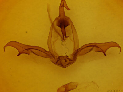 genitalia view of adult Grafiria steinbachi