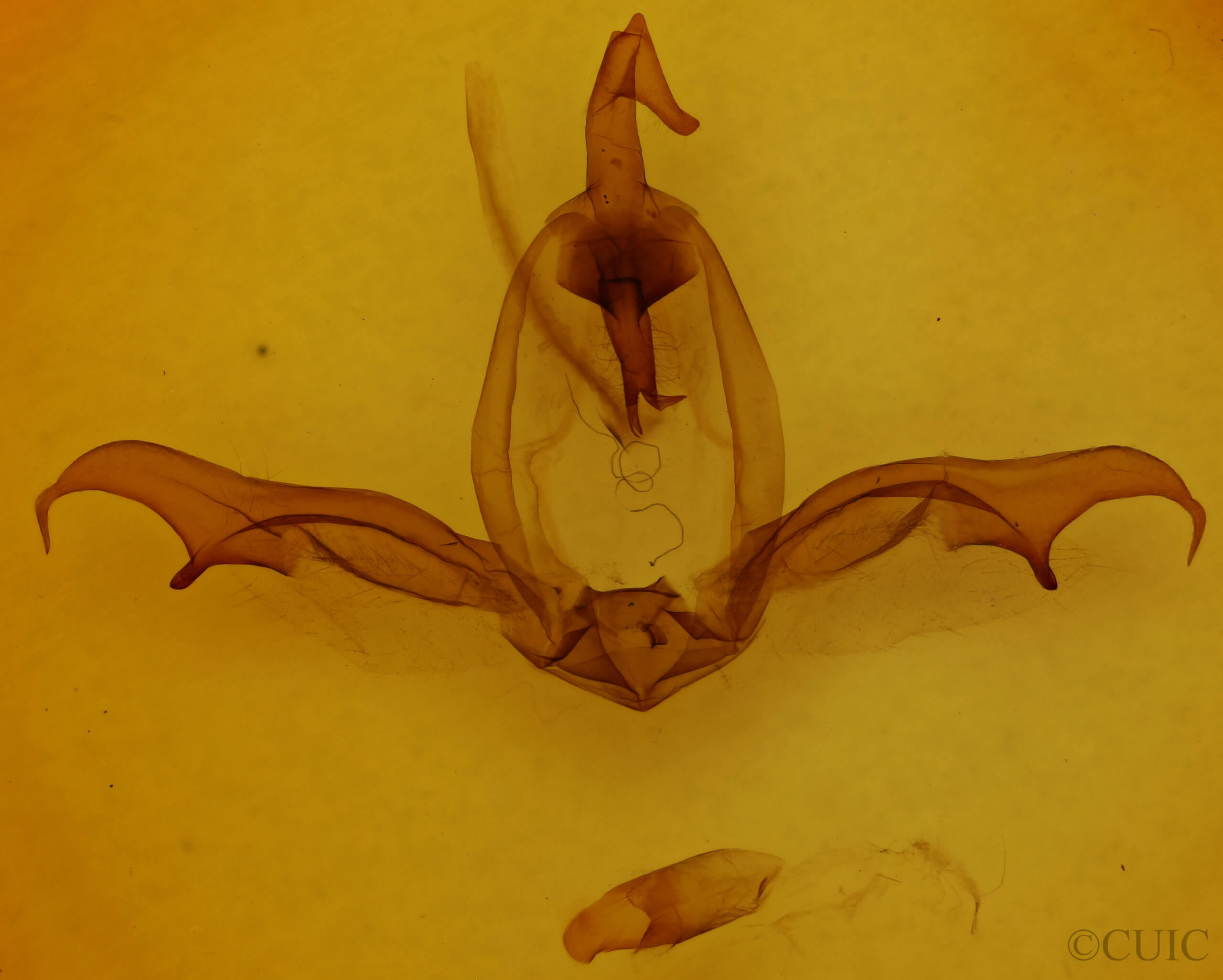 genitalia view of adult Grafiria steinbachi