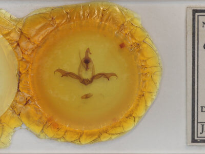 slide view of adult Grafiria steinbachi