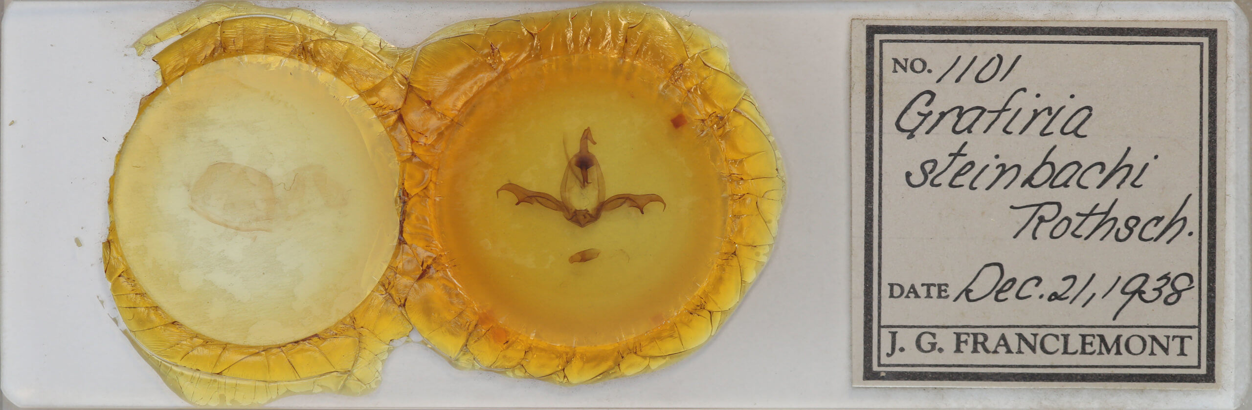 slide view of adult Grafiria steinbachi