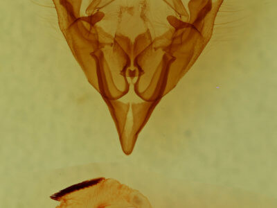 genitalia view of adult Hadena lafontainei