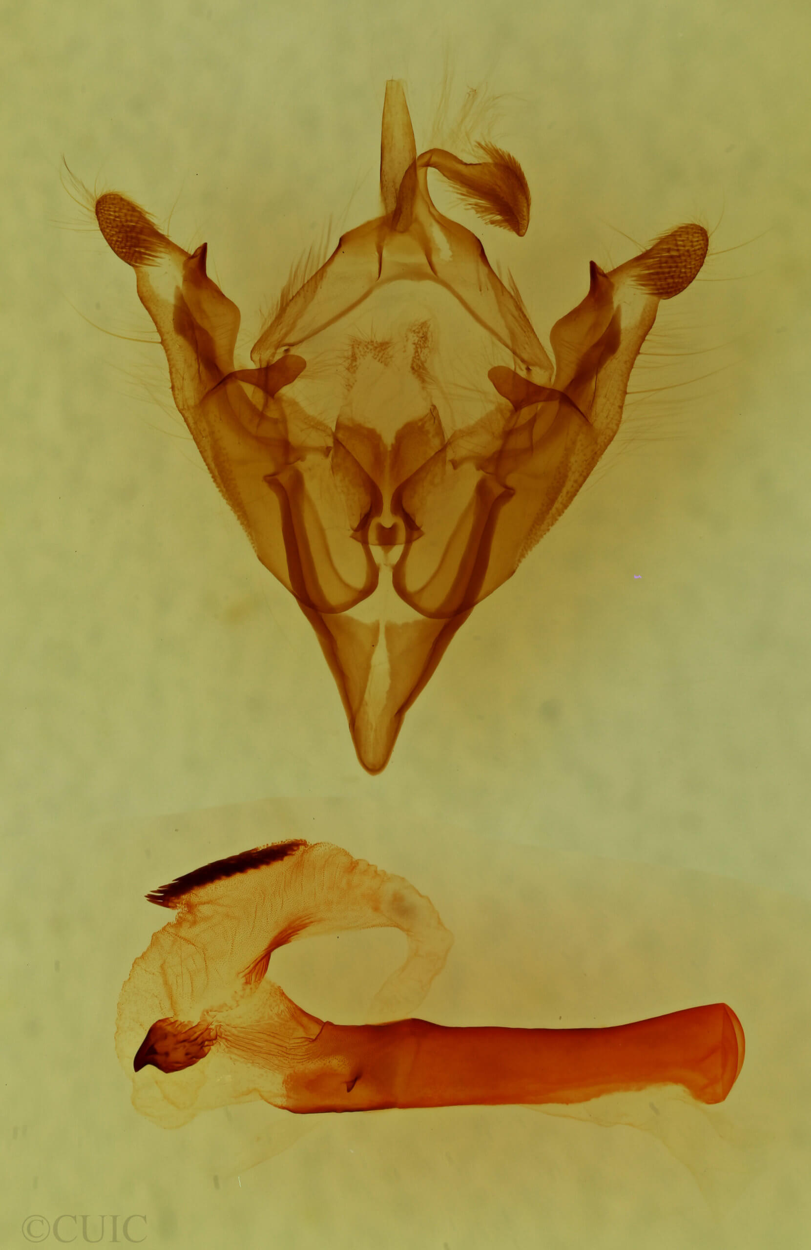 genitalia view of adult Hadena lafontainei