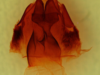 genitalia view of adult Hadena lafontainei