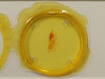 slide view of adult Hemibryomima chryselectra