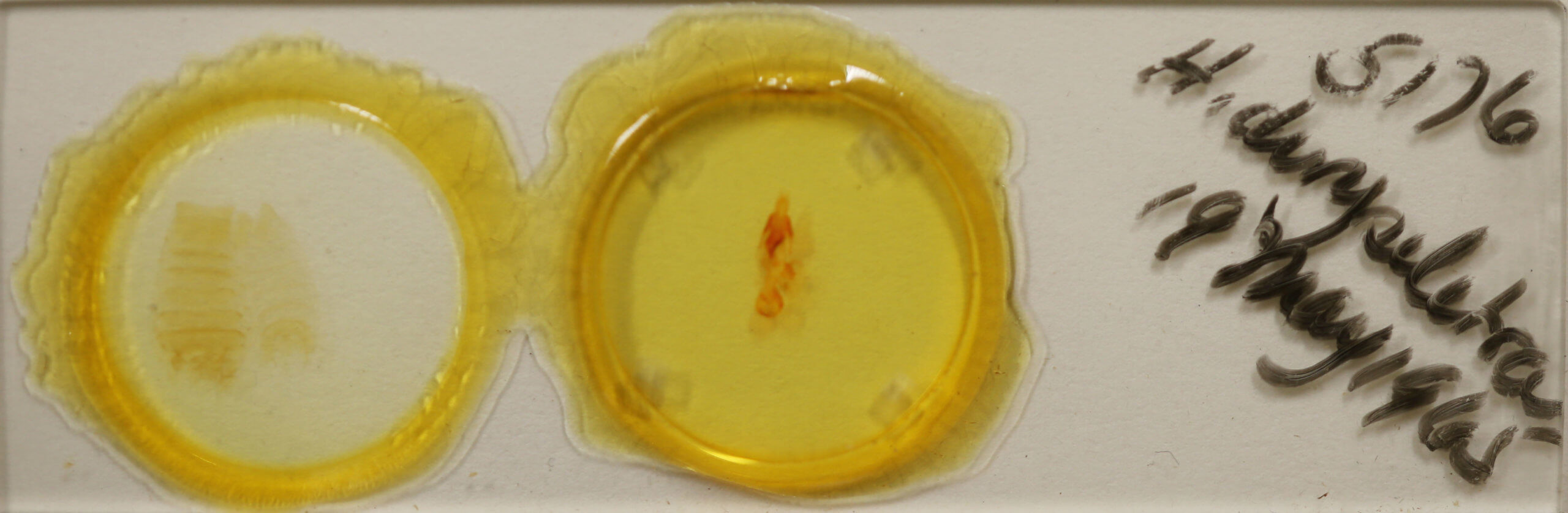 slide view of adult Hemibryomima chryselectra