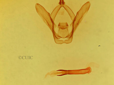 genitalia view of adult Heterocampa subrotata celtiphaga