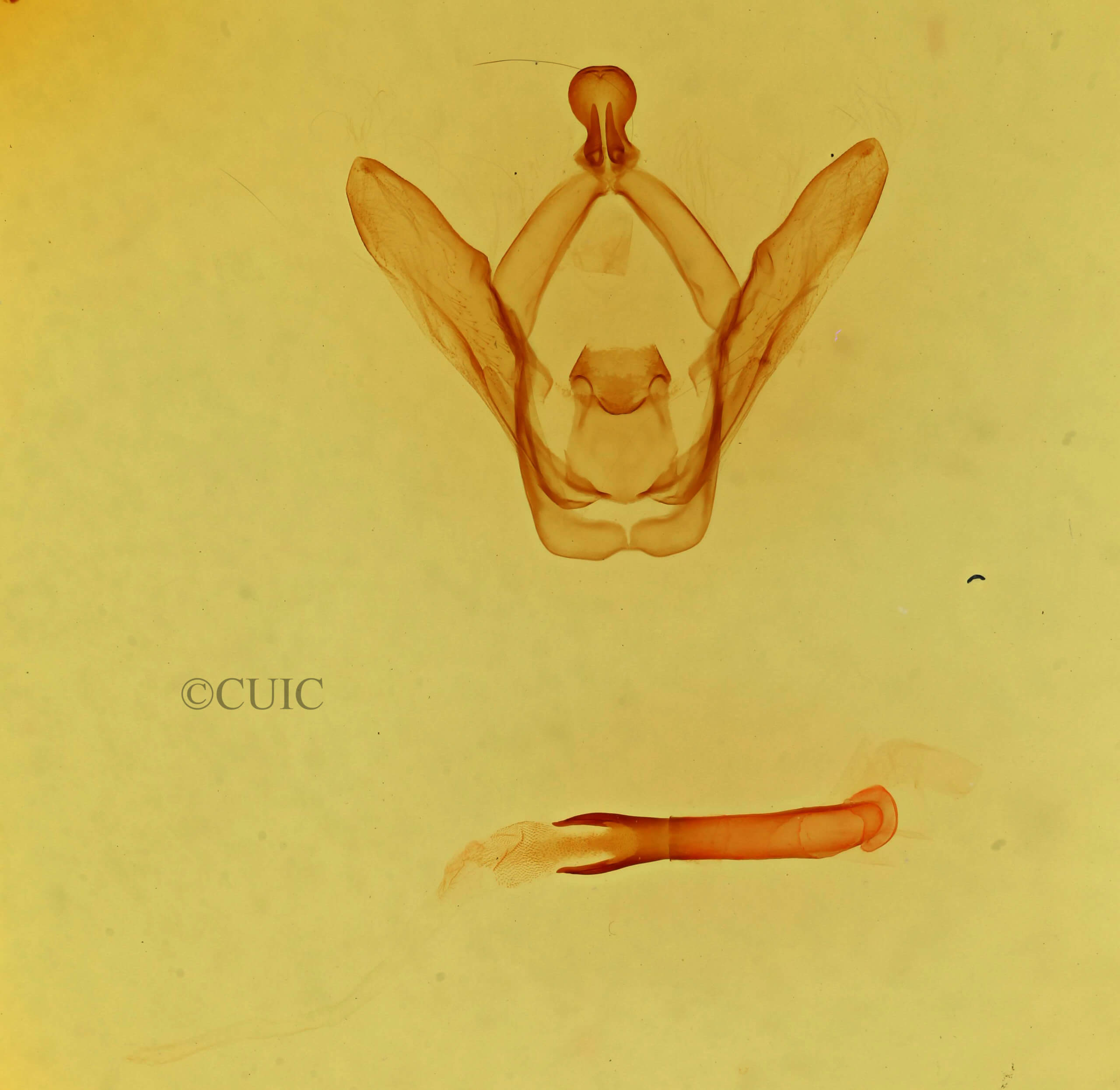 genitalia view of adult Heterocampa subrotata celtiphaga