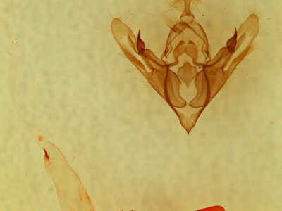 genitalia view of adult Hexorthodes catalina