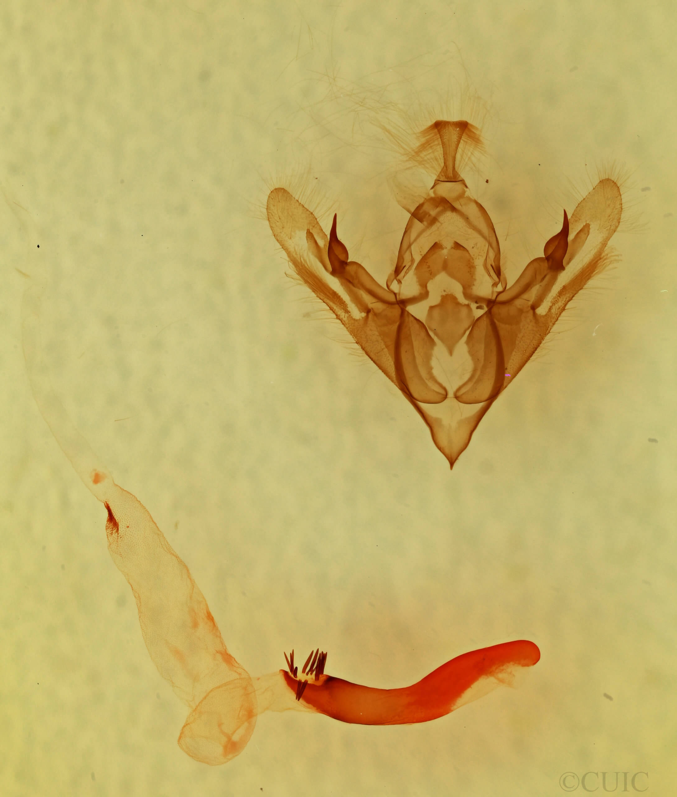 genitalia view of adult Hexorthodes catalina