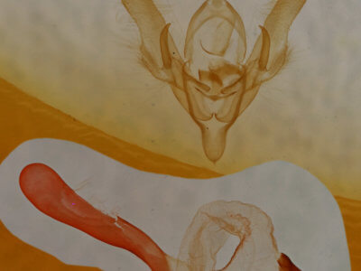 genitalia view of adult Homorthodes dubia