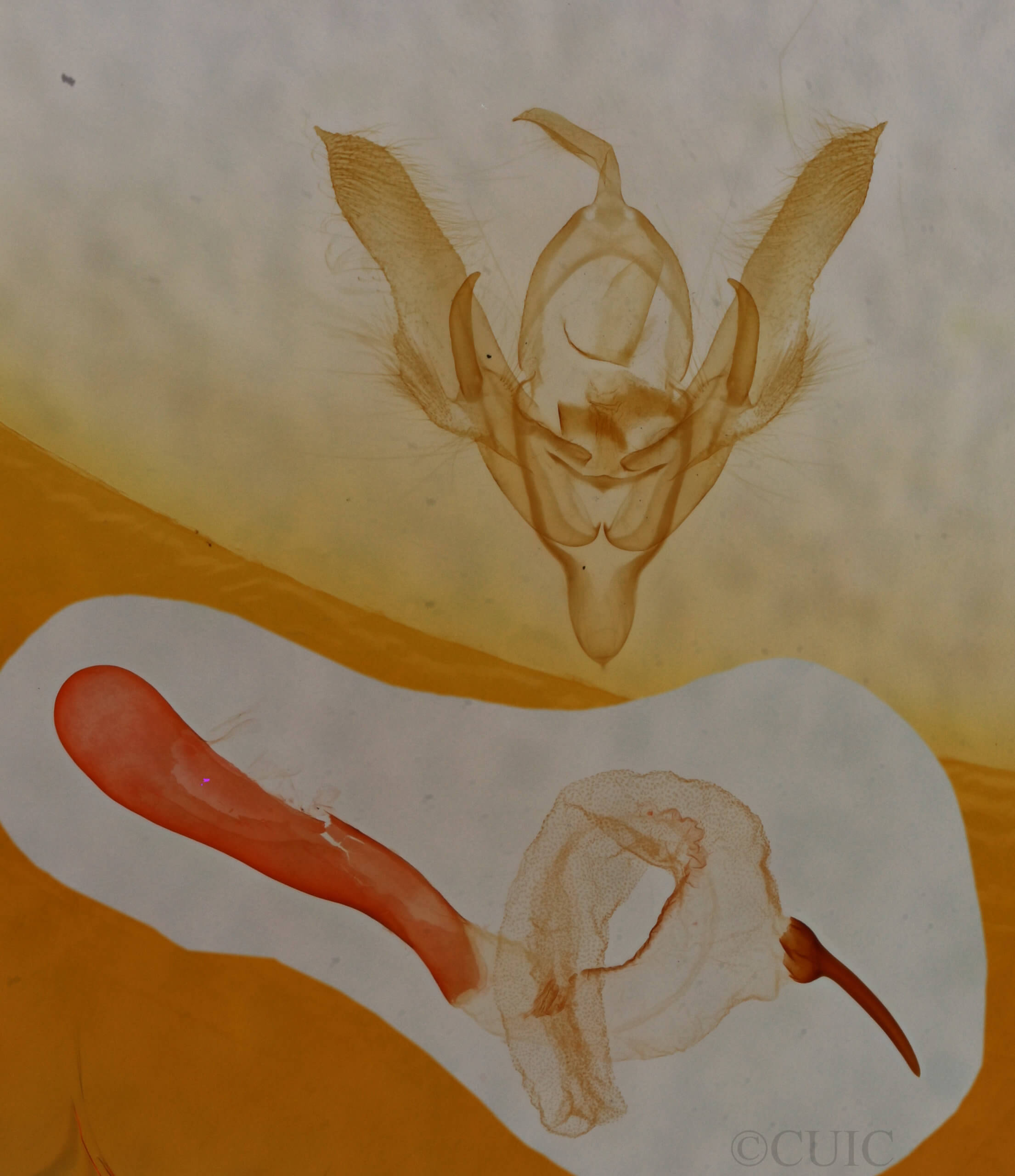 genitalia view of adult Homorthodes dubia