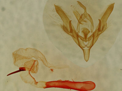 genitalia view of adult Homorthodes dubia