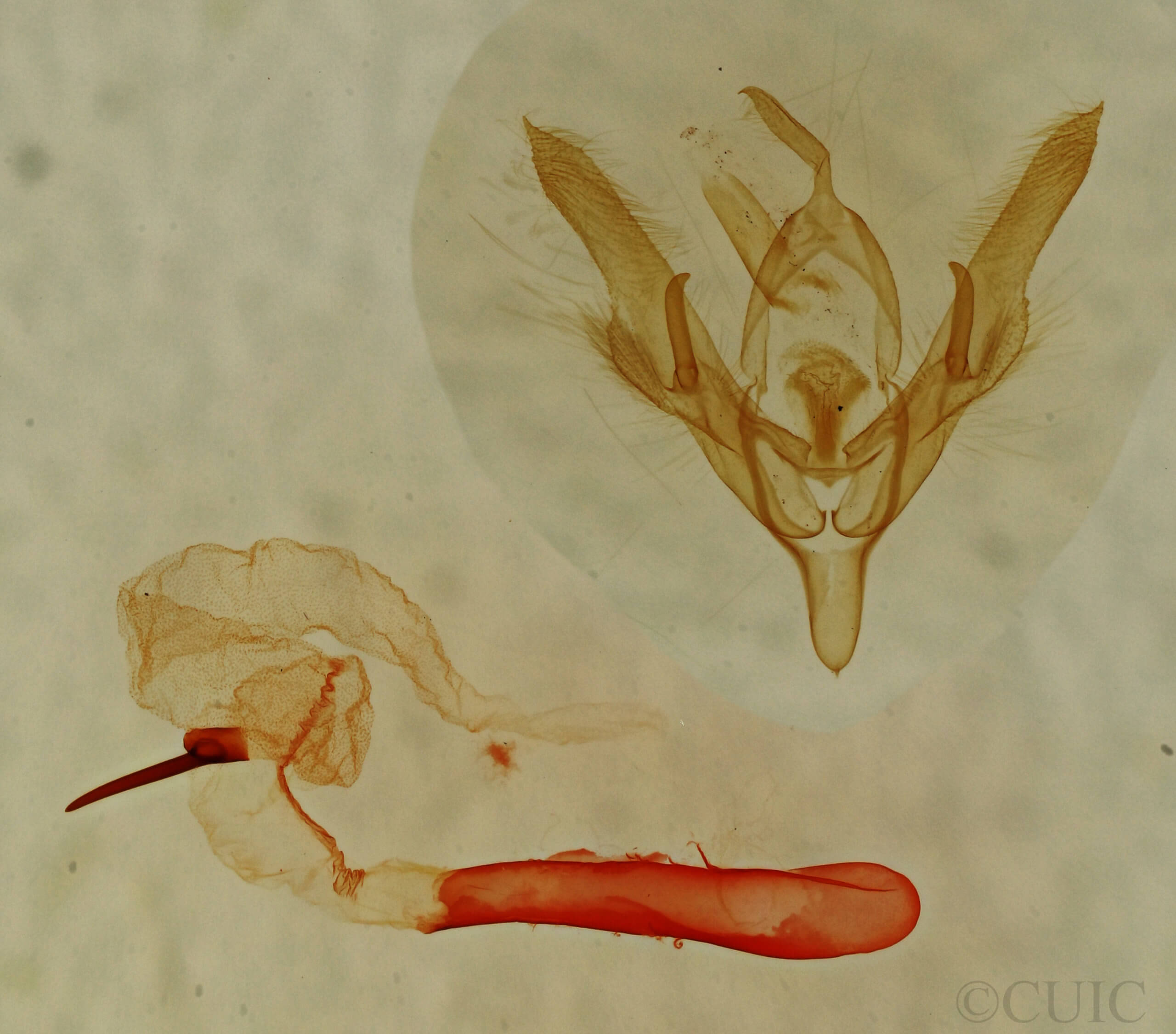 genitalia view of adult Homorthodes dubia