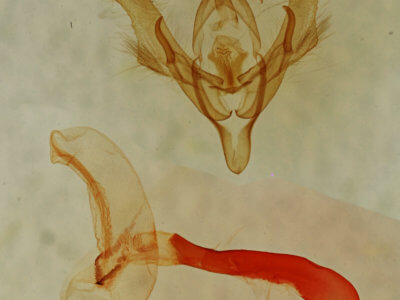 genitalia view of adult Homorthodes dubia